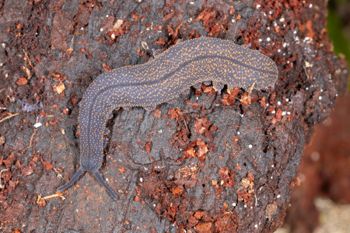 Media type: image;   Invertebrate Zoology 168056 Description: Digital photograph of specimen in life.;
